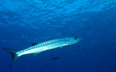 Raja Ampat 2016 - Sphyraena qenie - Blackfin Barracuda - Barracuda a nageoires noires - IMG_4346_rc